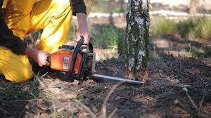 Best Tree Disease Treatment  in Mcgaheysville, VA